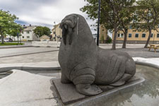 Bodø. Eine Robbe