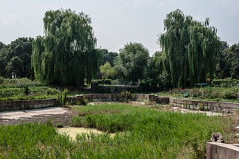 Киев. Ботанический сад. Розариум