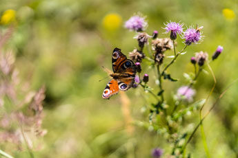 Nationalpark Harz. Ein Schmetterling