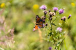 Nationalpark Harz. Ein Schmetterling