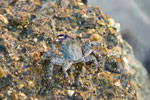 Halbinsel Kassandra. Eine Krabbe