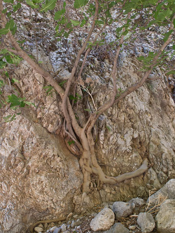 Ущелье Айия-Ирини. Дерево
