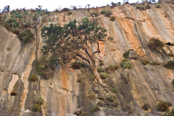 Samaria-Schlucht. Ein Baum