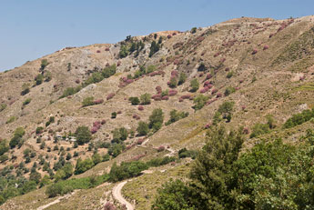 Крит. Цветущий тимьян