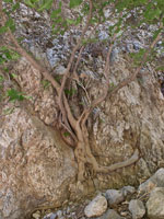 Schlucht Agia-Irini. Ein Baum