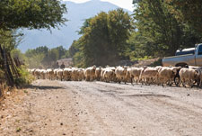 Unterwegs: Paleochora - Omalos. Schafe