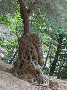 Schlucht Agia-Irini. Ein Baum