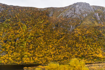 Herbstfarben. Insel Vestvågøya