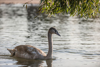 Maschsee. Wasservögel. Höckerschwan