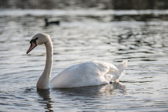 Maschsee. Wasservögel. Höckerschwan