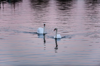 Maschsee. Wasservögel. Ein Paar Höckerschwäne