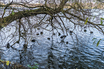 Maschsee. Blässhühner