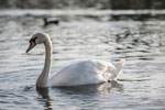 Maschsee. Wasservögel. Höckerschwan