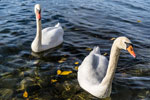 Maschsee. Wasservögel. Ein Paar Höckerschwäne