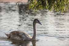 Maschsee. Wasservögel. Höckerschwan