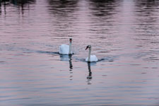 Maschsee. Wasservögel. Ein Paar Höckerschwäne
