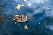 Maschsee. Wasservögel. Ente