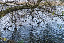 Maschsee. Blässhühner