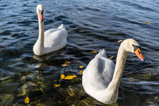 Maschsee. Wasservögel. Ein Paar Höckerschwäne