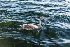 Maschsee. Wasservögel. Höckerschwan
