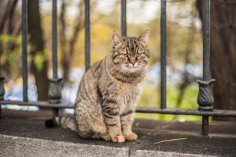 Kiew. Eine Katze