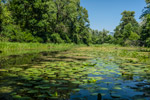 Kiew. Venezianische-Insel