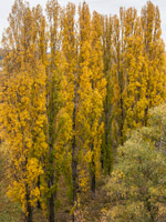 Kiew. Goldene Pappeln