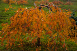 Kiew. Ein Elsbeerbaum