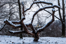 Kiew. Botanischer Garten. Ein Baum