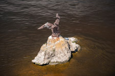 Kiew. Seltener Vogel