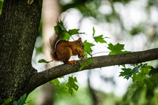 Kiew. Botanischer Garten. Ein Eichhorn