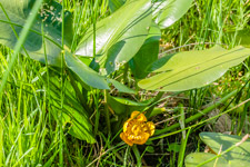 Kiew. Eine Wasserrose
