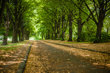 Kiew. Botanischer Garten. Eine Allee