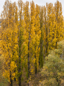 Kiew. Goldene Pappeln