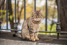 Kiew. Eine Katze