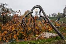 Kiew. Ein Elsbeerbaum und der Große Glocke