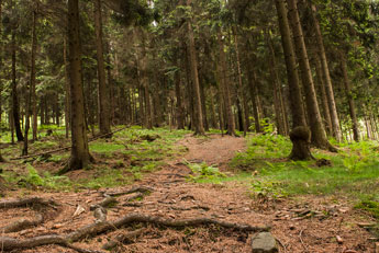 Deister. Wald