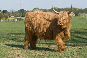 Ein Yak