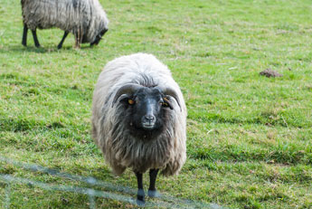 Ein Schaf