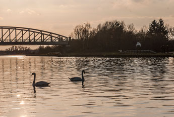 Ein Paar Höckerschwäne am Mittellandkanal