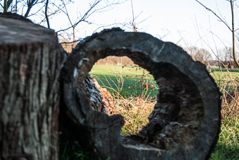 Blick auf eine Wiese