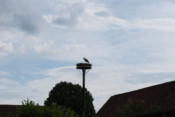 Ein Weißstorch am Nistplatz