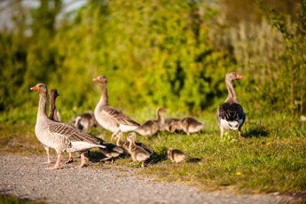 Zwei Gänsefamilien