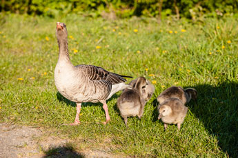 grasende Gänse