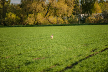Eine Hase