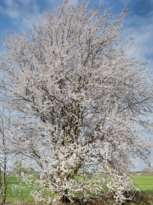 Sauerkirsche