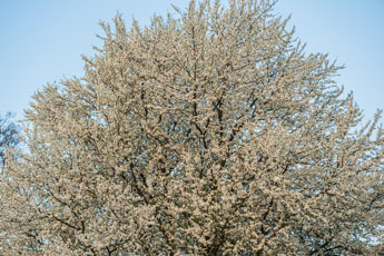 Sauerkirsche