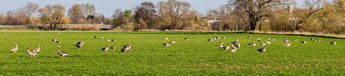 grasende Gänse