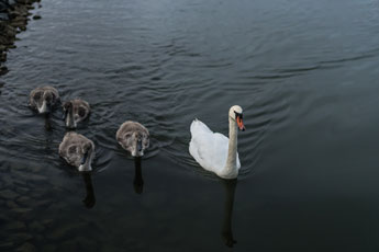 Höckerschwan mit Küken