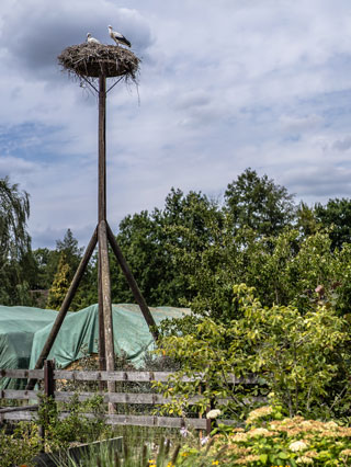 Weißstörche am Nistplatz